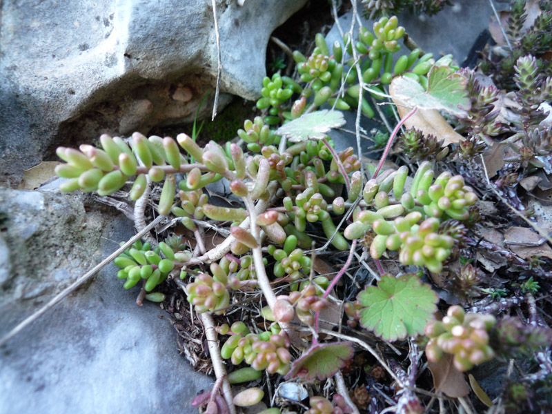 Sedum sp? (numero 3)